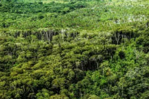 Pará registra menor área sob alertas de desmatamento desde 2019