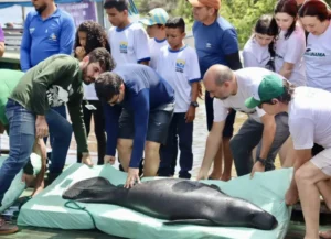 Peixes-boi reabilitados retornam à natureza com apoio da Semas no oeste do Pará