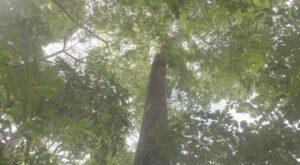 Árvore quase extinta é registrada após 40 anos