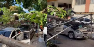 Prefeitura de Belém divulga nota sobre queda de árvore que danificou carros em Nazaré