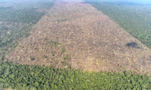 Desmatamento é responsável por mais de 28 mil mortes anuais por calor