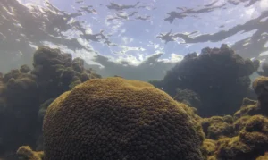 Estudo mostra que calor, acidez das águas e pouco alimento ameaçam ecossistemas marinhos