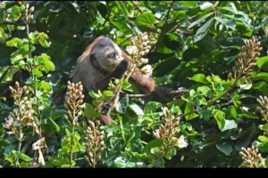 Pesquisa inédita visa confirmar ocorrência de espécie rara de macaco no Marajó