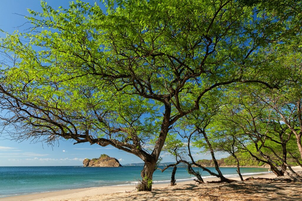 Festuris homenageia Costa Rica nos 10 anos da Árvore da Integração