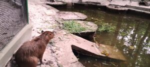 De Cametá para Belém! Conheça a capivara Cap 30, sucesso do Bosque