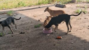 Prefeitura de Belém salva cachorros de maus-tratos na Sacramenta