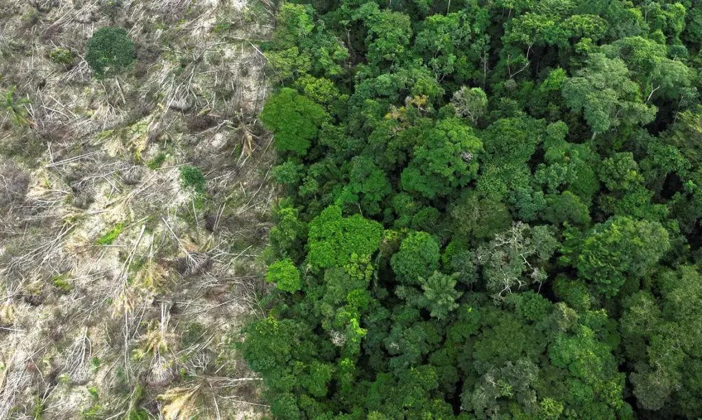 Amazônia perdeu área de vegetação do tamanho da França em quatro décadas