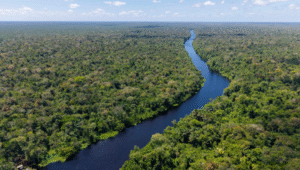 Dia da Amazônia: Brasil se prepara para receber o mundo na COP30 em Belém