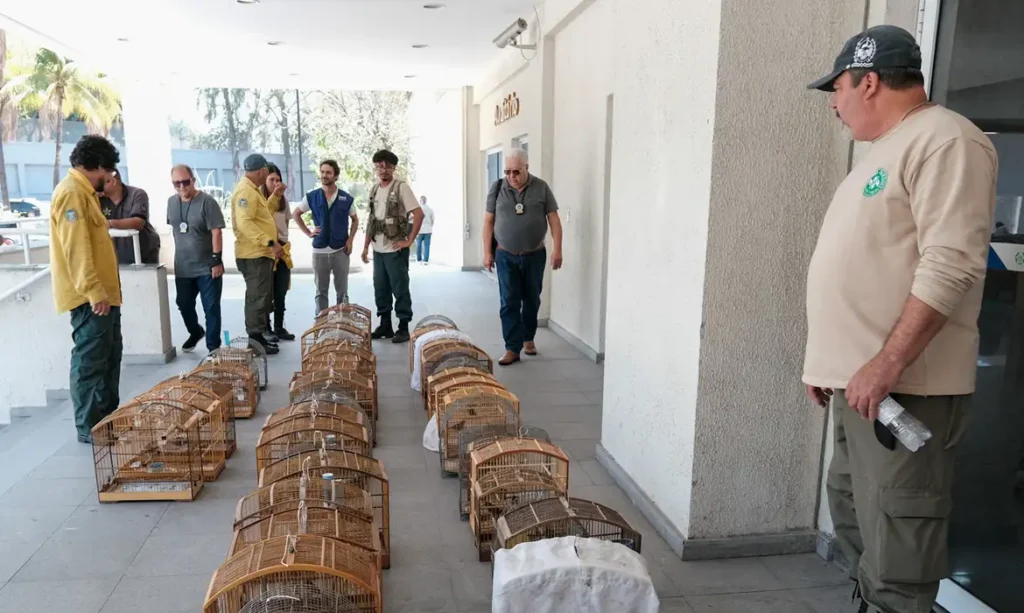 Operação no RJ resgata 700 animais silvestres e prende 45 pessoas