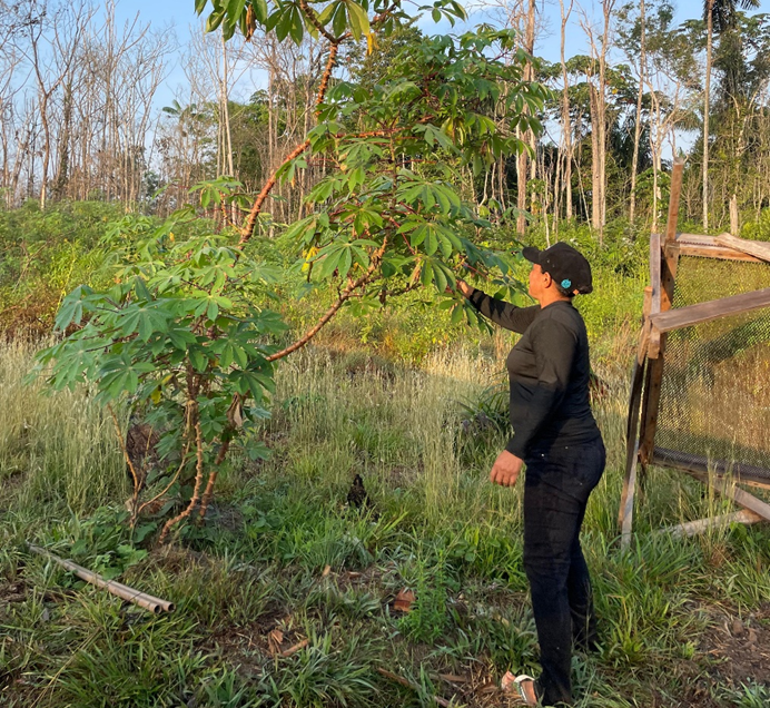 Festival da Maniçoba leva o espírito do Círio ao território quilombola do Jambuaçu