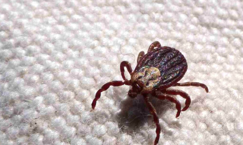 Febre maculosa causa mais duas mortes no interior de São Paulo