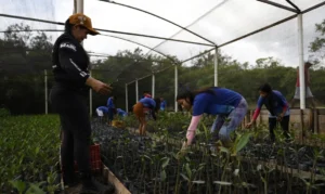 Governo fecha parceria para expandir energia renovável na Amazônia