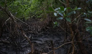 Pacto global para proteger manguezais tem adesão de 46 governos