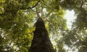 TV Brasil estreia nova temporada de “Parques do Brasil” neste domingo