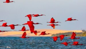 Turismo de observação de aves ganha Catálogo de Experiências do Ministério do Turismo