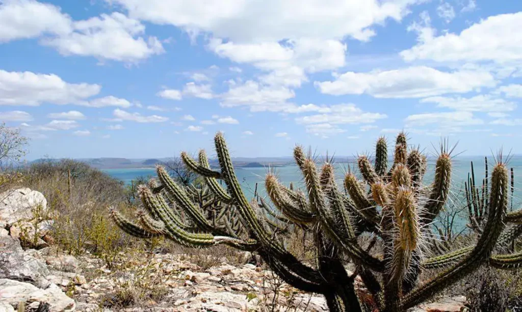 Ameaçada de desertificação, Caatinga terá área recuperada