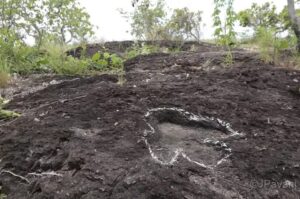 Dinossauros na Amazônia? Pegadas podem reescrever a pré-história da região