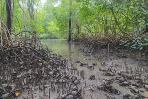 Defeso do caranguejo paraense começa em fevereiro