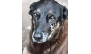 Caso Orelha: o que se sabe até agora sobre a morte do cão em SC