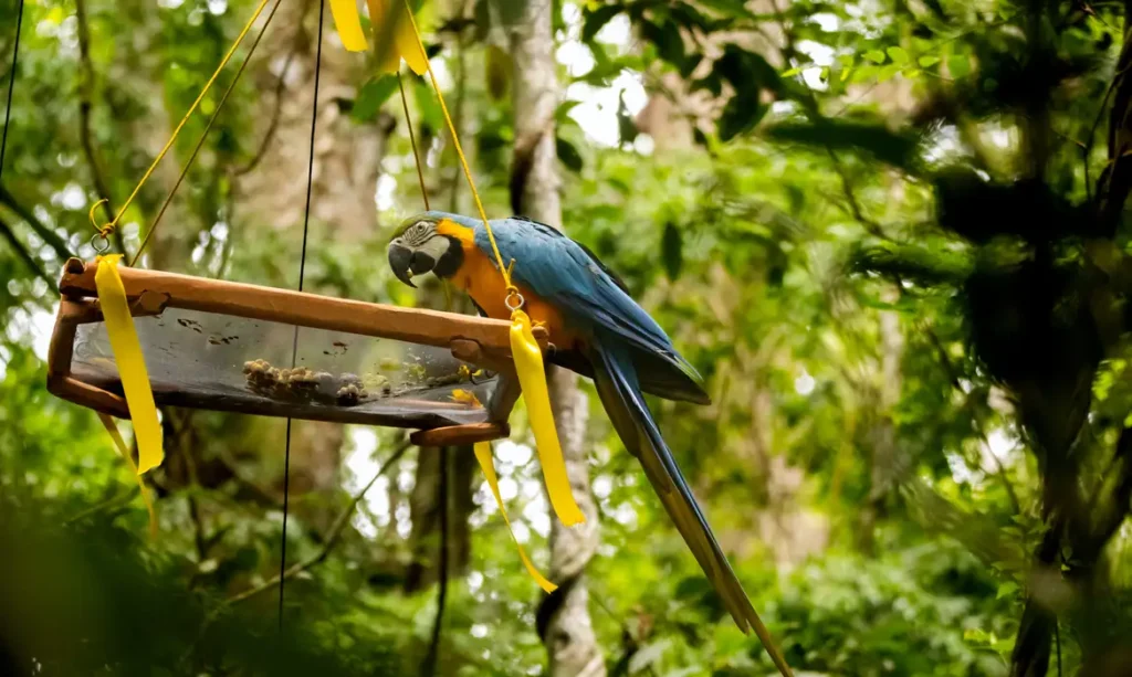 Parque Nacional da Tijuca recebe primeira soltura de araras-canindés