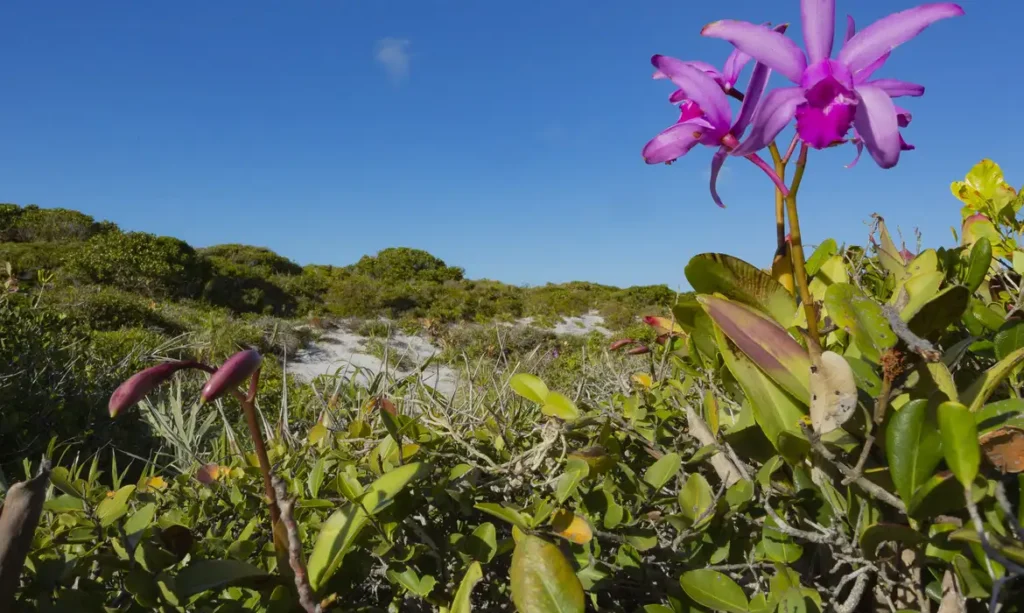 Inpe confirma redução de desmatamento na maioria dos biomas em 2024