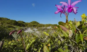 Inpe confirma redução de desmatamento na maioria dos biomas em 2024
