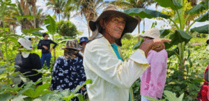  Na COP30 e além dela, a sociobioeconomia ecoa como urgência planetária 