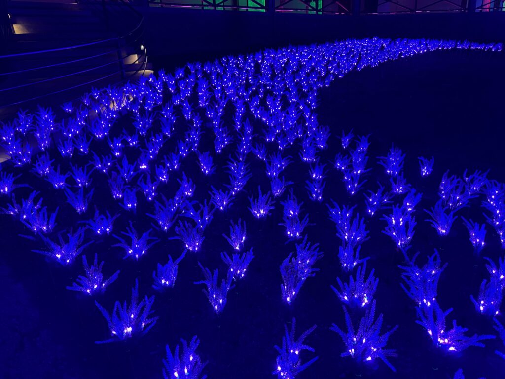 Jardim de Lavandas é a nova atração do parque temático Lumni Gramado