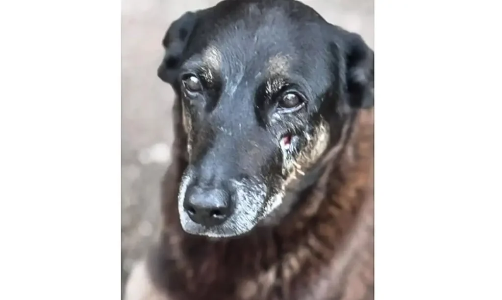 Polícia quer apreender passaporte de envolvido na morte do cão Orelha