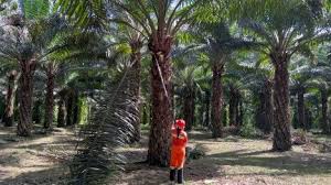 Indústria do dendê quer retornar atividade