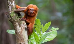 TV Brasil apresenta maratona de série sobre animais em extinção