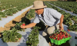 Agricultores com perda de produção começam a receber o Garantia-Safra