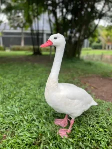 Mangal das Garças promove edição especial do ‘Ecozoo’ em alusão ao Dia das Mulheres