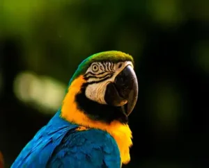 ‘Vem Passarinhar Belém’ incentiva contato com a biodiversidade amazônica no Parque do Utinga