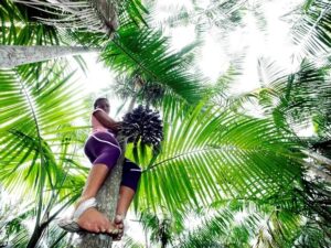 Açaí movimenta R$ 8,8 bilhões e reforça papel estratégico na economia do Pará. Crescimento alcança as 14 vezes.