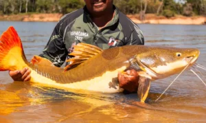 COP15 aprova maior proteção de bagres gigantes da Amazônia e ariranhas
