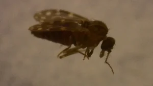 Vírus Oropouche já infectou mais de 5 milhões no Brasil, sugere estudo