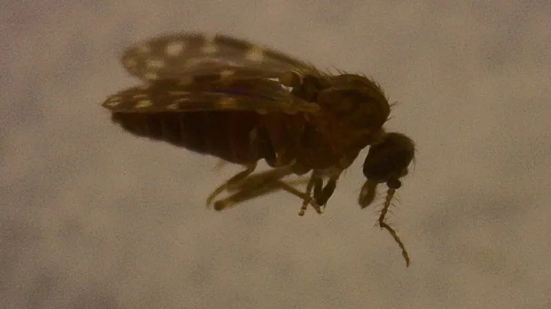 Vírus Oropouche já infectou mais de 5 milhões no Brasil, sugere estudo