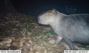 Capivara é agredida na zona norte do Rio e autores são presos