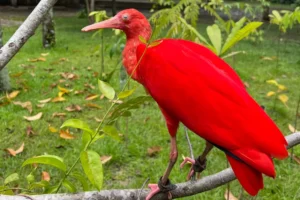 Programação especial no Mangal das Garças une educação ambiental e atividades infantis neste domingo (26)