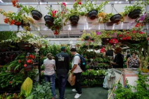 Flor Pará encanta o público com diversidade de plantas e flores no Hangar
