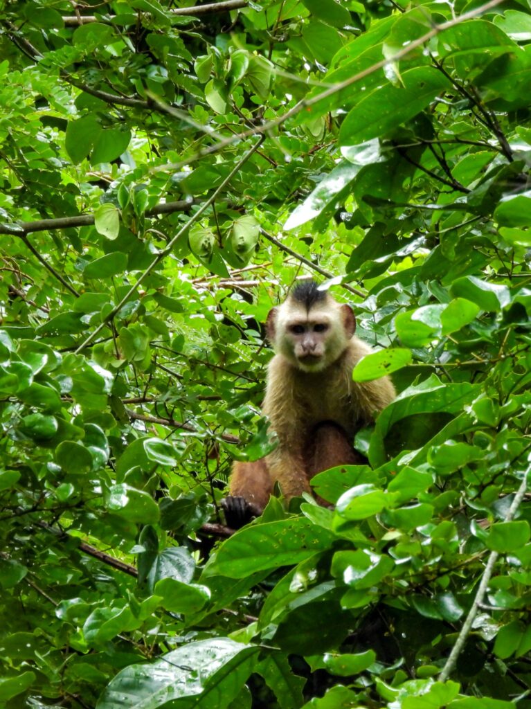 Corredores Ecológicos ampliam conexão entre áreas de vegetação nativa
