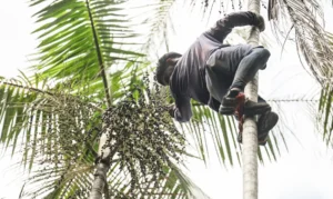 Governo investe R$ 132 milhões em regularização fundiária na Amazônia