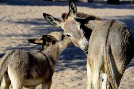 Estimativa da população de jumentos no Brasil citada por empresa internacional está cheia de lacunas