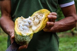 Cacau amazônico entra no radar global com debate sobre qualidade, mercado e proteção ao produtor