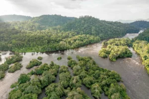  Pará consolida maior concessão para manejo florestal sustentável do Brasil