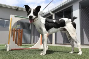 Projeto da Seap, o ReinserCão, amplia adoção responsável de animais resgatados