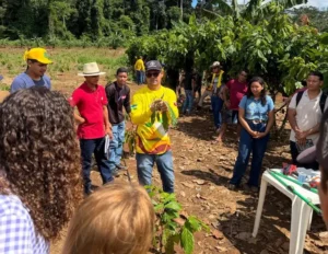 CACAUICULTURA Placacaueira 2026 fortalece a cacauicultura familiar na Transamazônica