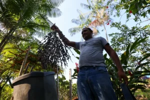 Bioeconomia da sociobiodiversidade movimenta mais de R$ 13 bilhões por ano no Pará, aponta estudo inédito
