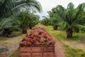 Pará é o maior produtor de dendê do Brasil, com um crescimento histórico do setor